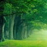 GreenIsBetter
